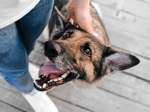 A shepherd dog has its head pet and looks happy.