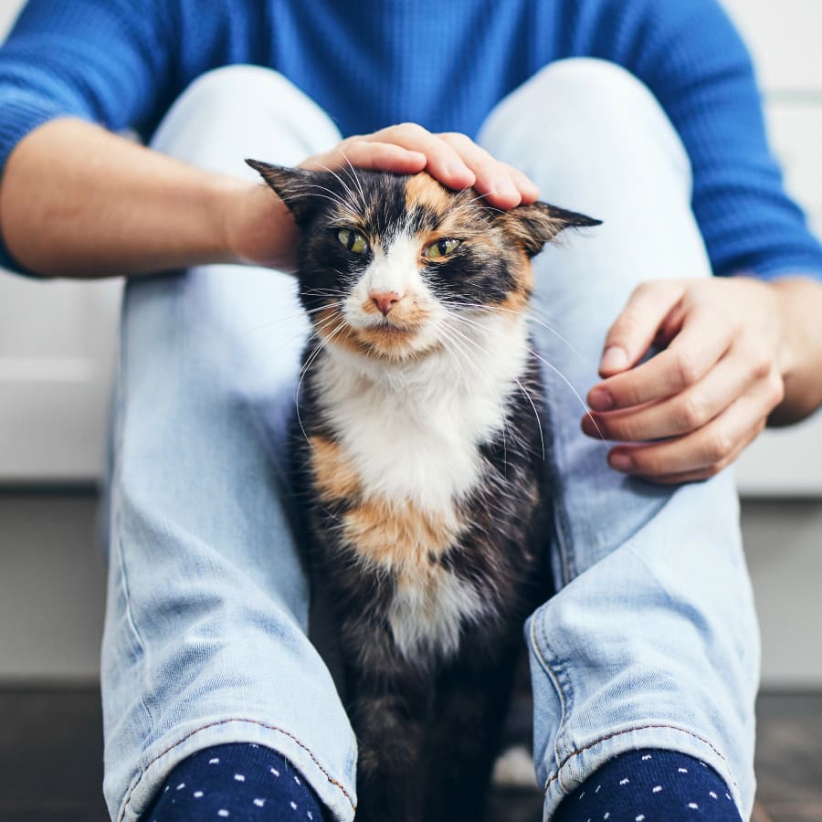 A calico cat is sitting between someone's legs and being pet on the head.