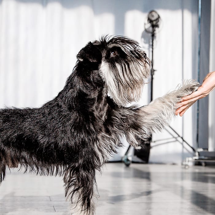 A schnauzer dog has his paw on a person's hand.