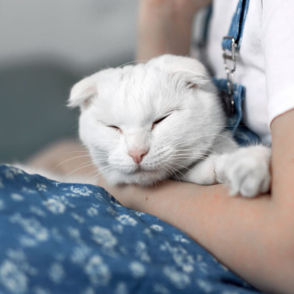 A white cat sleeps happily in someone's lap.