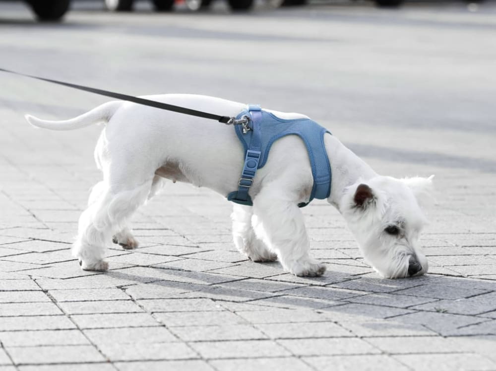 A white terrier sniffs the ground.