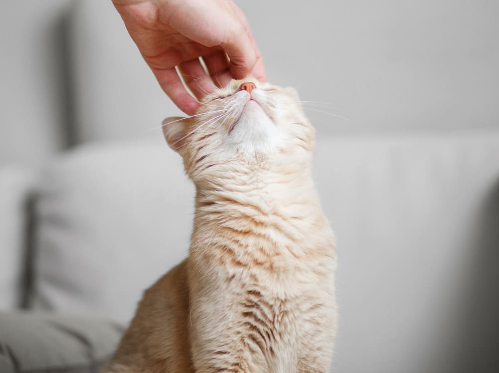 A light ginger cat has its head pet.