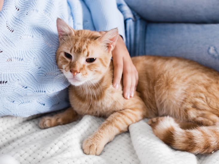 An orange cat sits in someone's lap.
