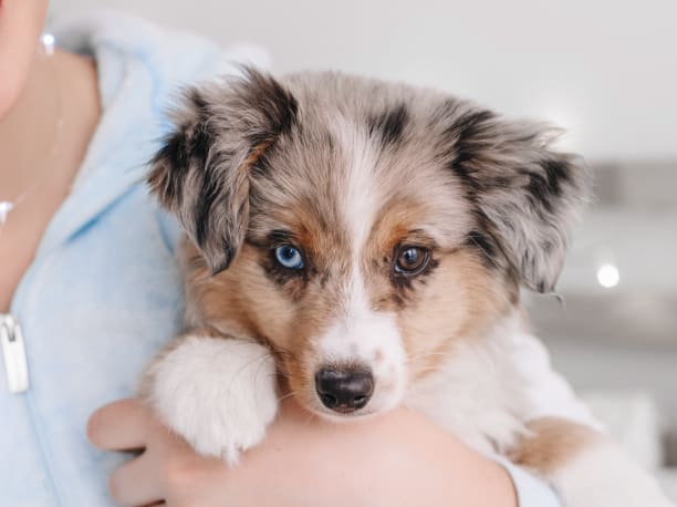 A collie puppy is held up to the camera.