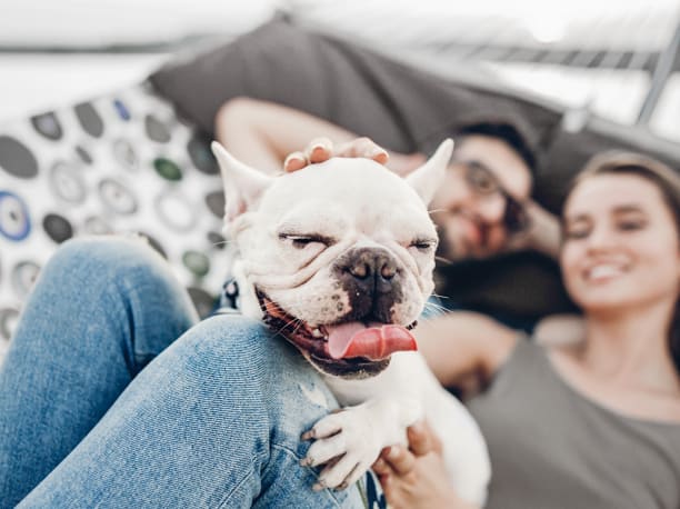 A white bulldog has its tongue out.