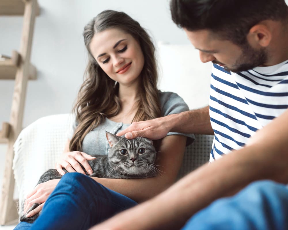 A grey cat sits in a woman's lap and is pet by a man sitting beside her.