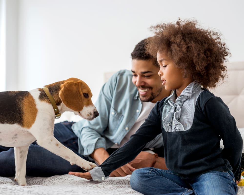 A father and his young son play on a bed with a young beagle-mix dog.