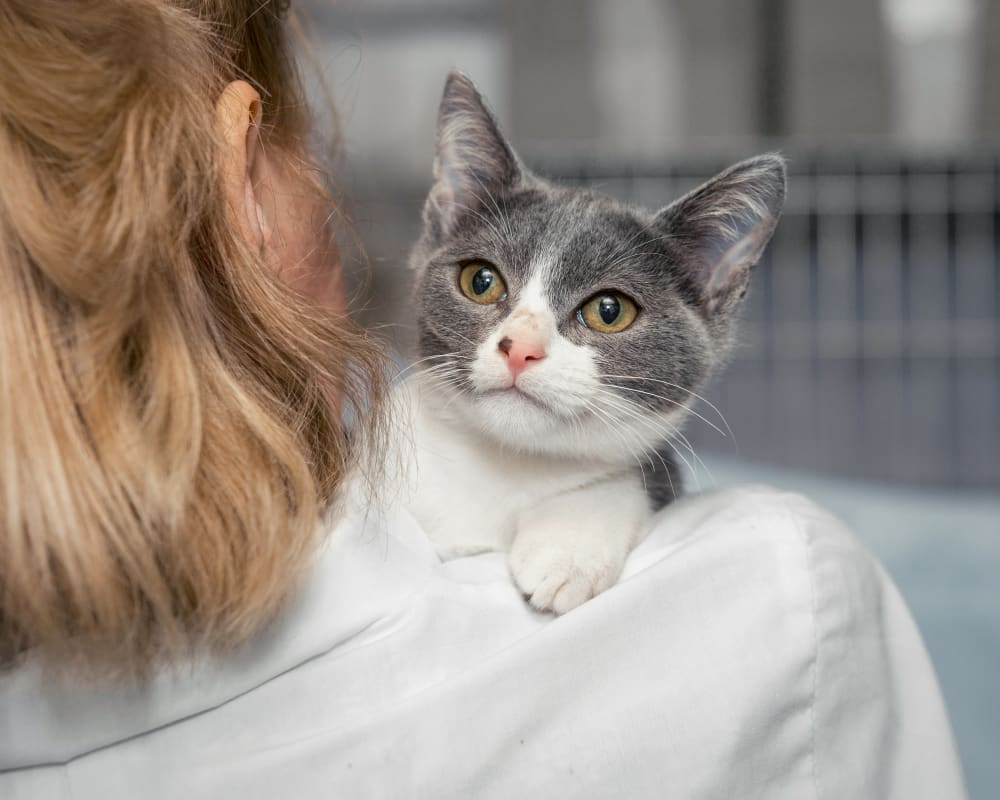 A grey and white cat is carried away by a woman in a lab coat.