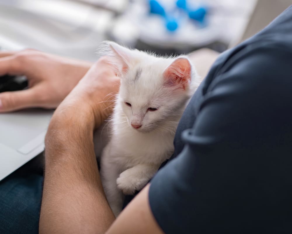 An all white kitten sit in someone's lap next to a laptop.