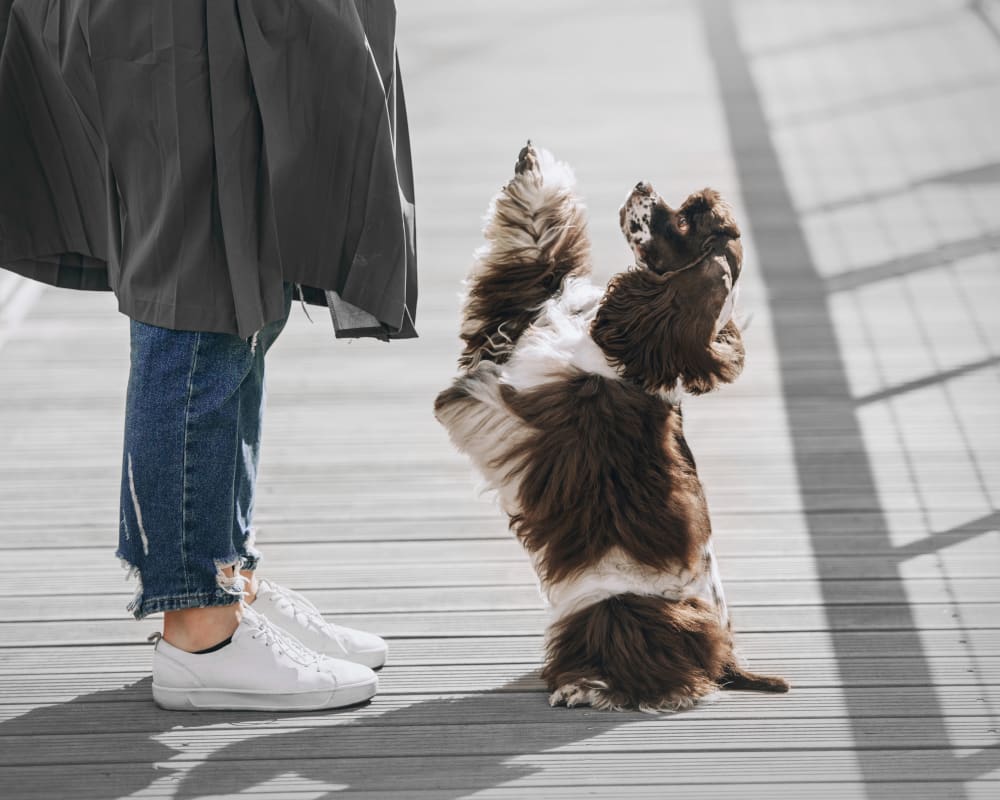 A long haired brown and white dog stands on its hind legs on while pawing at a person.